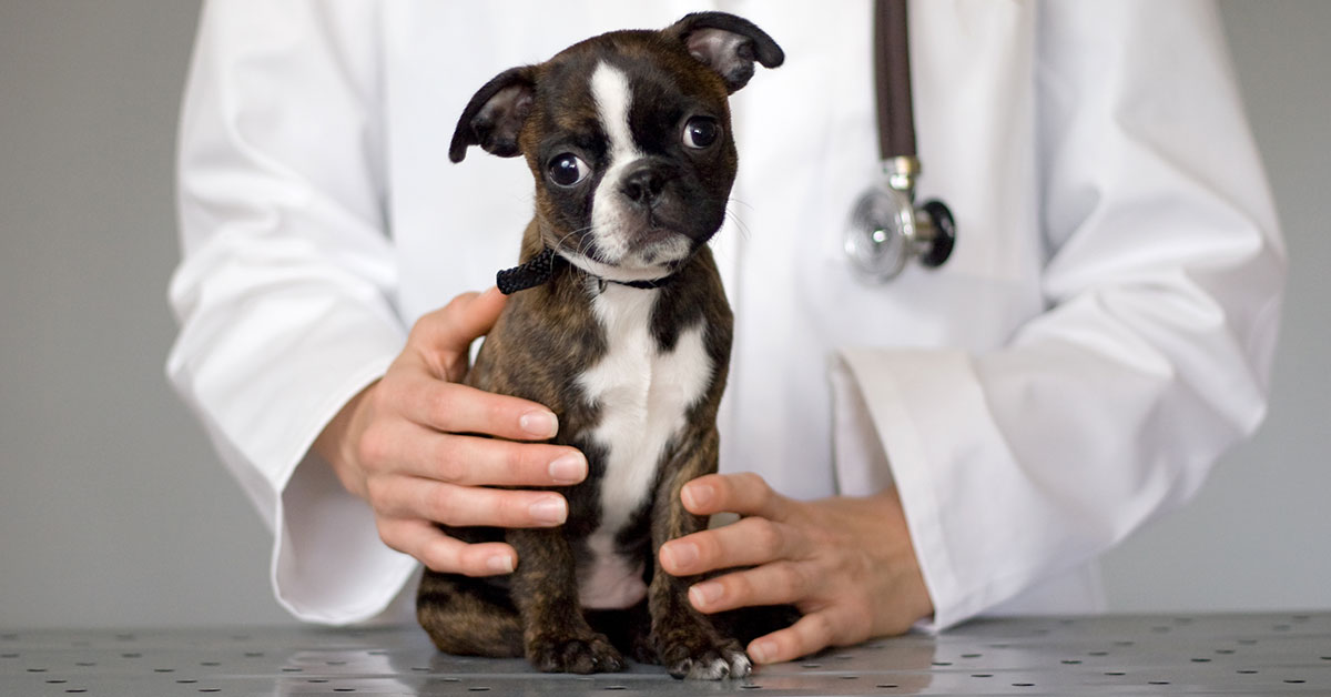 Feeder Creek Veterinary Services Welcome Wagon